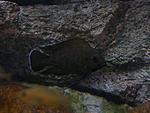 Neolamprologus moorii