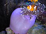 Heteractis magnifica 