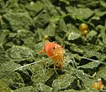 P81405431