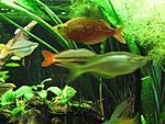 RainbowFish 9 August 2009 21