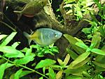 Melanotaenia boesemani