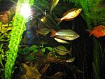 RainbowFish 9 August 2009 08