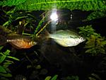 RainbowFish 9 August 2009 14