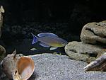Cyprichromis leptosoma Livua