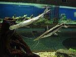 DSC03564a