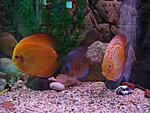DSC03559a