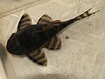 P7290794