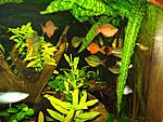RainbowFish 9 August 2009 03