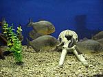 DSC03492a