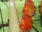 IMG 3275[1]