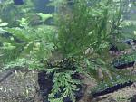  Bolbitis Hedolotii