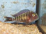 Tropheus sp. Lufubu Purple