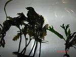 DSC04395
