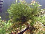  Fissidens fontanus