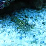 Palaemon adspersus
