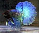 betta0