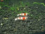IMG 5941