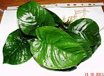 Anubias barteri var. barteri "Butterfly"