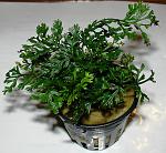 Bolbitis spp. ''baby leaf''