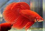 betta