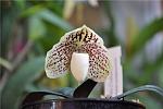 Paph. leucochilum