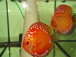 IMG 3276[1]