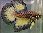 betta2