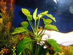Anubias Bartera
