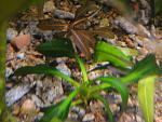   (Echinodorus portoalegrensis)