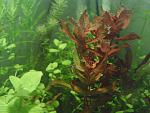 rotala macrandra