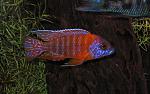 Aulonocara red rubin