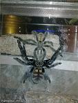 Psalmopoeus irminia