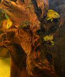 Neolamprologus buescheri 'Kamakonde'