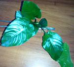 Anubias barteri var. barteri ''Broad leaf''