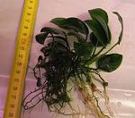  - Anubias nana
