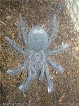 Theraphosa blondi sp. Burgundy