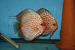 Checkerboard piogeon proven pair