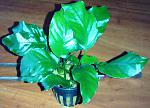 Anubias barteri var. Nana ''Wrinkled Leaf''