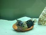 IMG 0026[1]