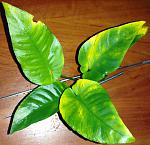 Anubias barteri var. barteri ''kompakt''