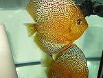 IMG 3489[1]