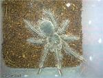 Theraphosa blondi
