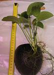  Anubias barteri var. caladiifolia 1