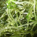 Caulerpa lentillifera