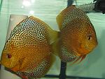 IMG 3493[1]