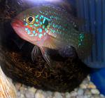 - (Hemichromis guttatus)