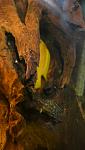 Neolamprologus buescheri 'Kamakonde'