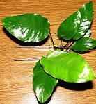 Anubias barteri var. "Minima"
