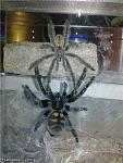 Psalmopoeus irminia