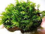Fissidens Nobilis (1)